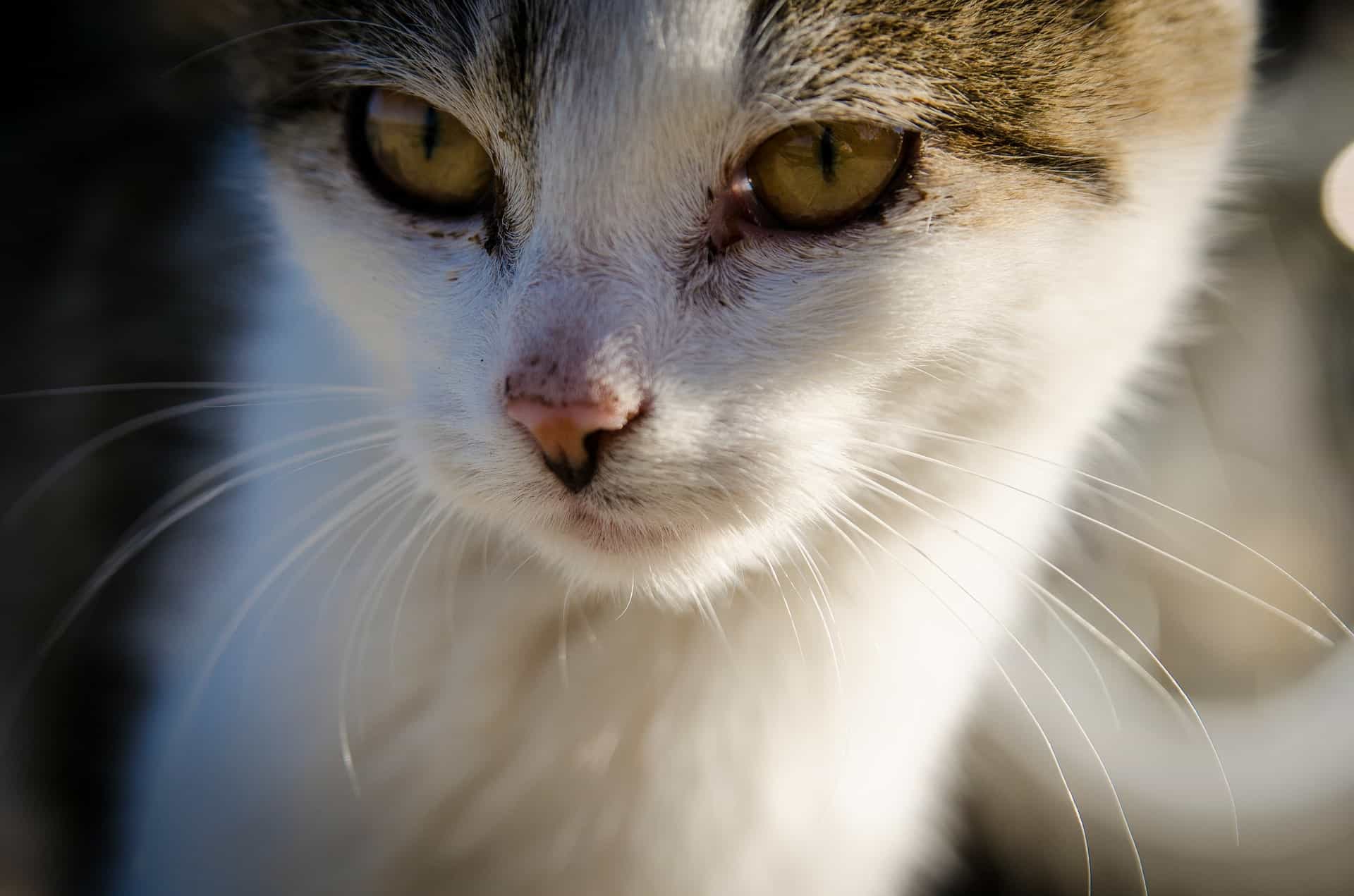 gato mirando de frente